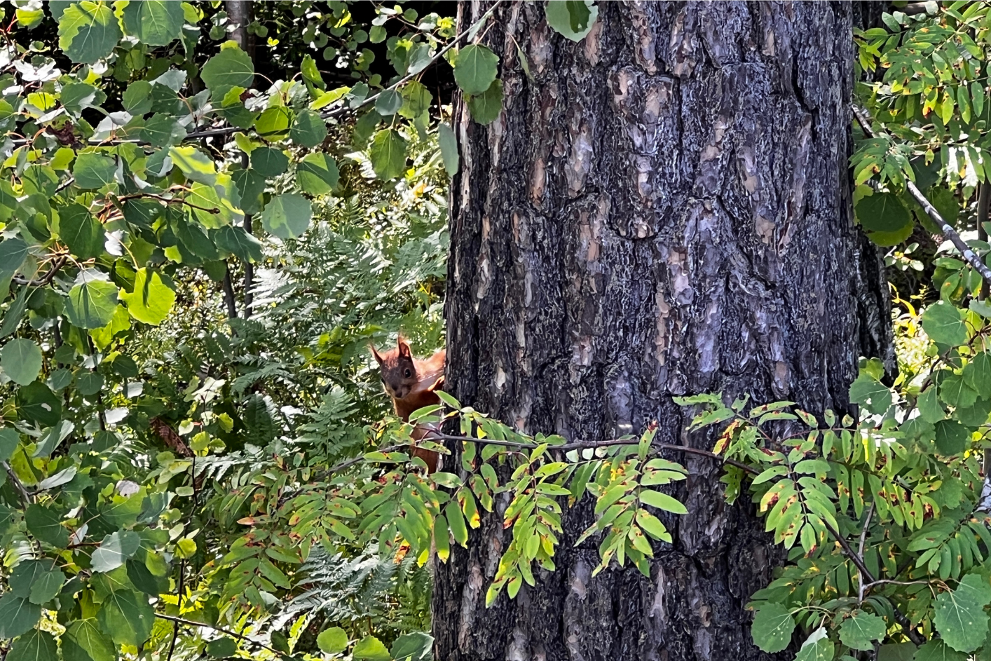 orava kurkki puun rungon takaa